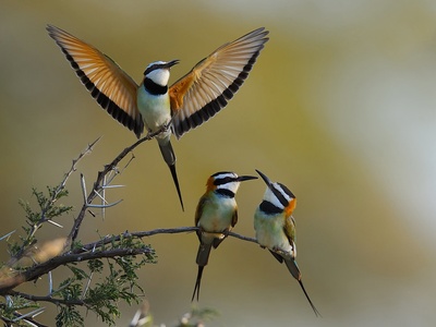 White-throated bee-eater
