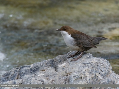 White-throated Dipper