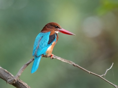 White-throated Kingfisher