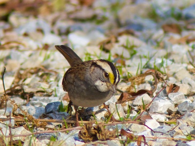 White-throated Sparrow