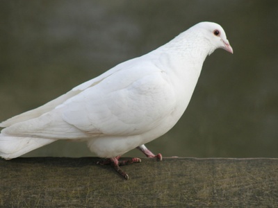 White-tipped Dove