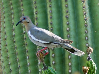 White-winged Dove
