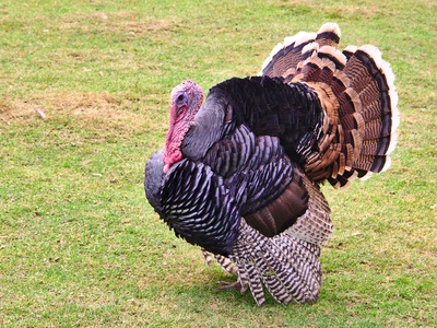 Wild Turkey