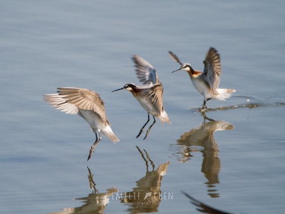 Wilson's Phalarope