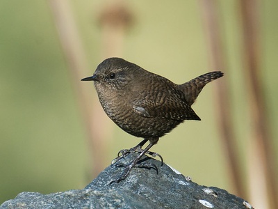 Winter Wren