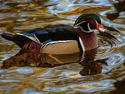 Wood Duck