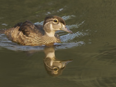 Wood Duck