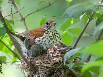 Wood Thrush