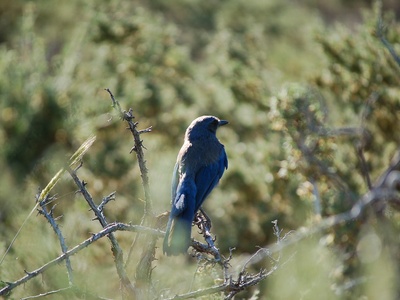 Woodhouse's Scrub-Jay