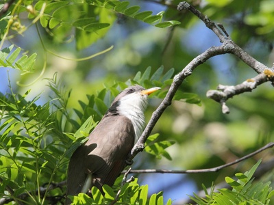 Yellow-billed Cuckoo