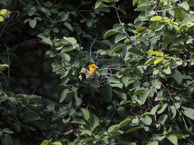 Yellow-browed Warbler