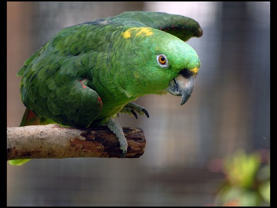 Yellow-naped Amazon