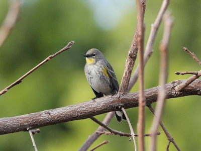 Yellow-rumped Warbler