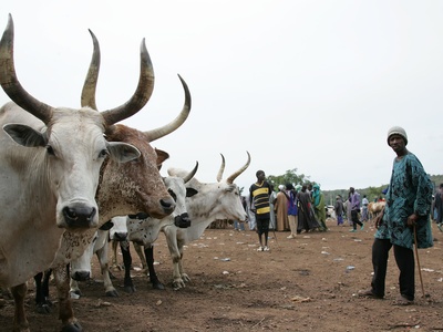 Zebu (humped cattle)