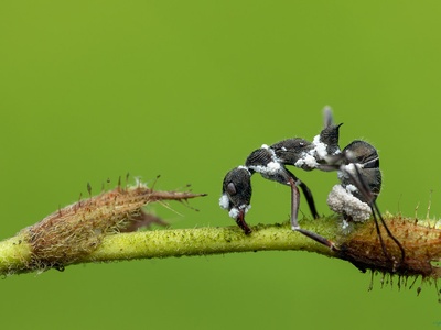Zombie-ant fungus
