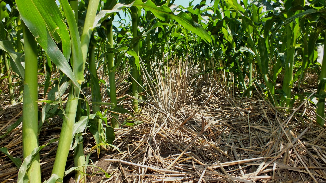 A field of drought-tolerant maize and engineers monitoring genetically improved crop traits