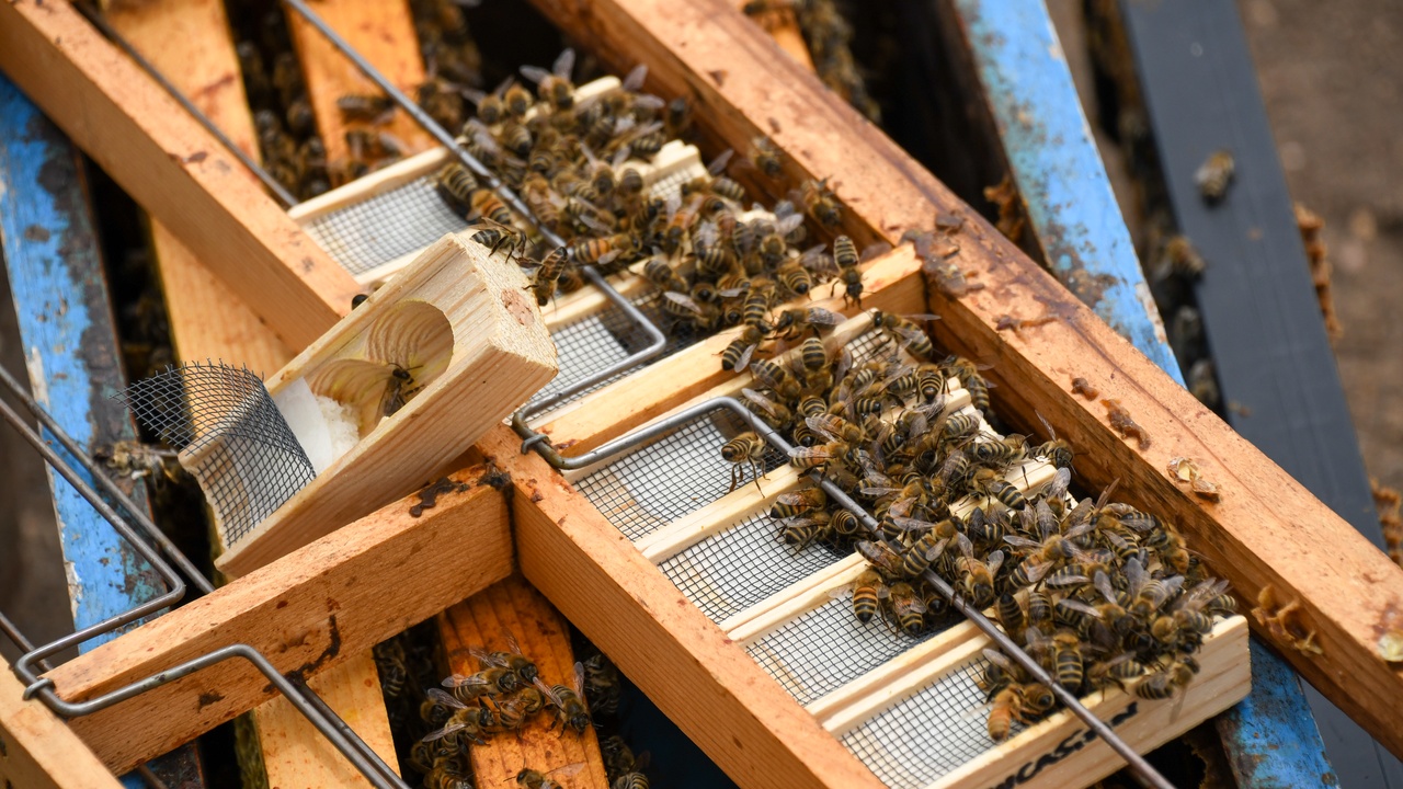 Honeybee pollinating a flowering crop.