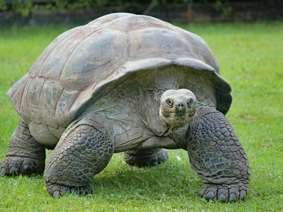 Aldabra giant tortoise