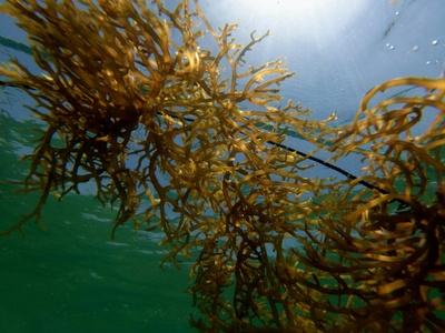 Algae and seaweed