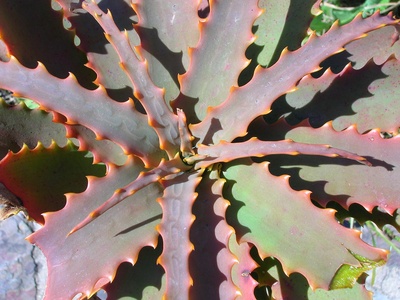 Aloe vera