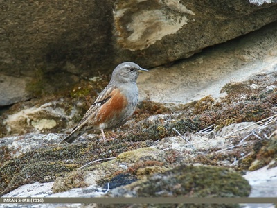 Alpine Accentor