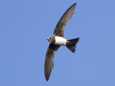 Alpine Swift