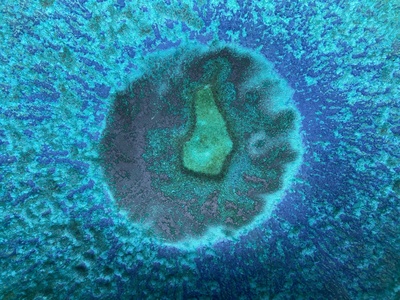 Amoeba