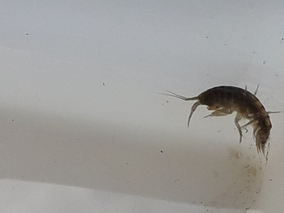 Amphipod (freshwater)