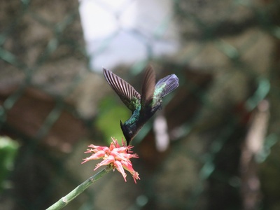 Antillean Crested Hummingbird