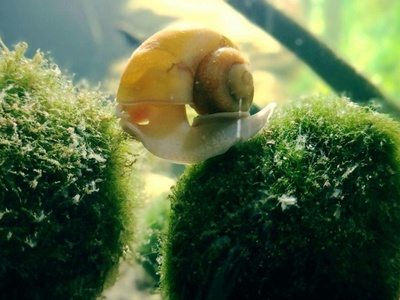 Apple snail