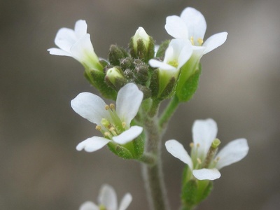 Arabidopsis