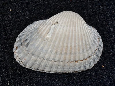 Ark clam