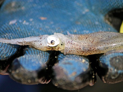 Atlantic brief squid