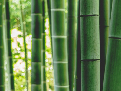 Bamboo