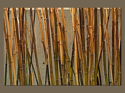 Bamboo