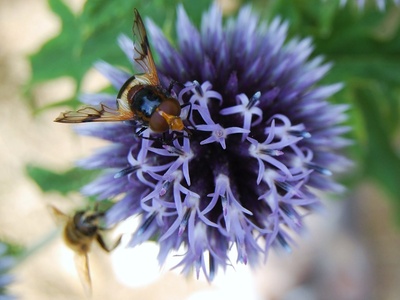 Bee flies