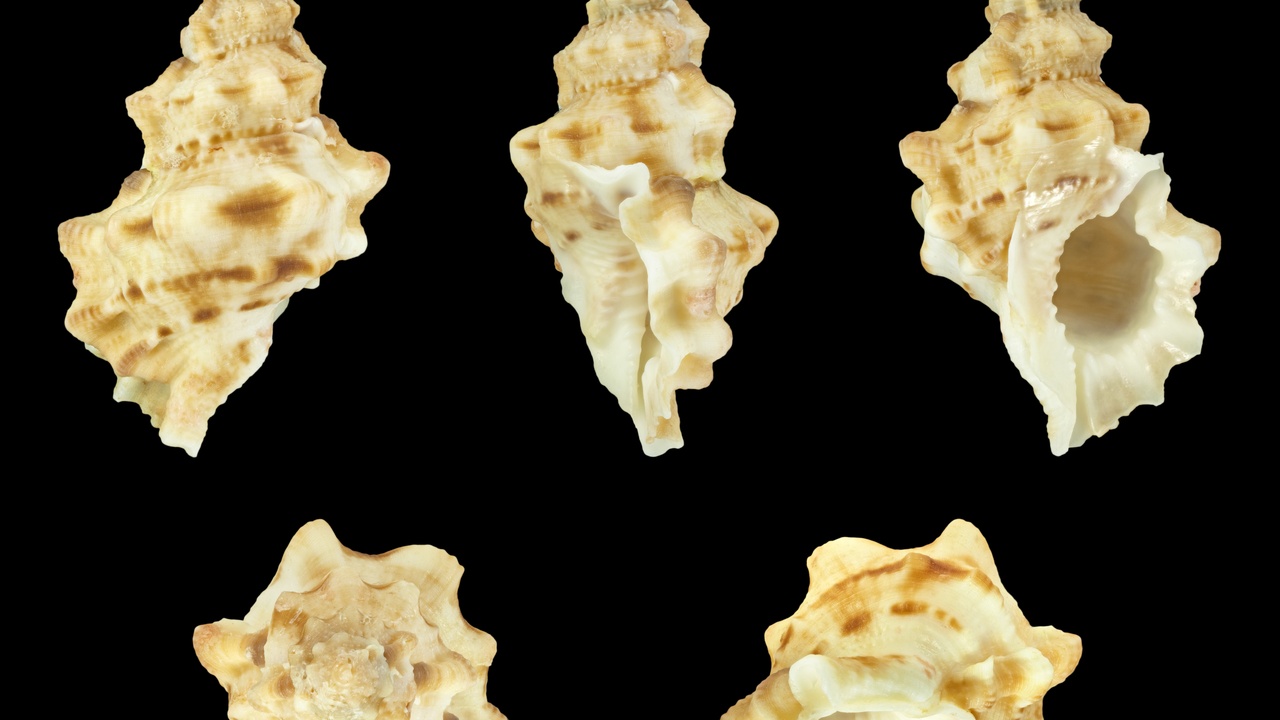 Coral reef with diverse marine life representing marine biodiversity and ecosystem interactions