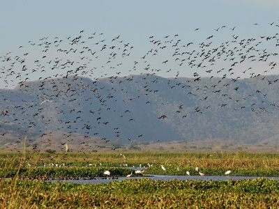 Biodiversity resources (forests, wetlands species)