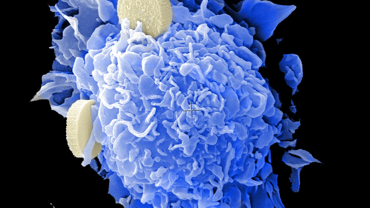 Applications of mitosis and meiosis in medicine and agriculture