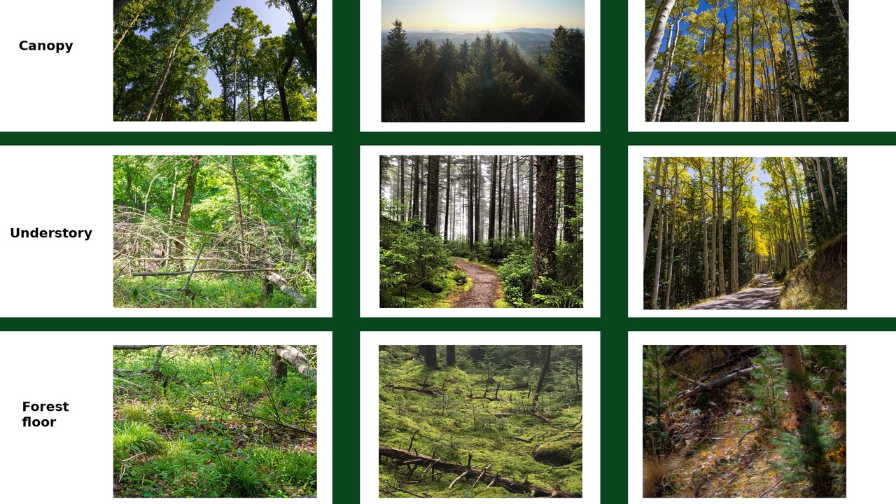 Fungal mycorrhizal connections among tree roots