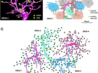 Bipolar cell (retina)