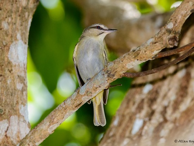 Black-whiskered Vireo