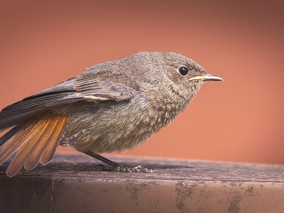 Black Redstart