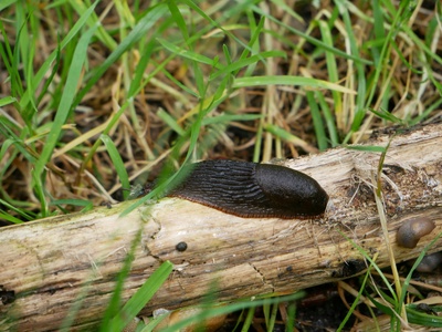Black slug