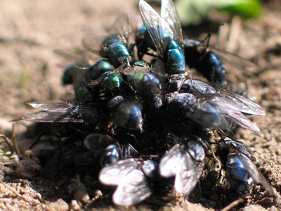Blowflies and carrion flies