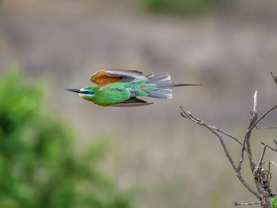 Blue-cheeked Bee-eater