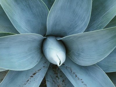Blue agave (wild form)