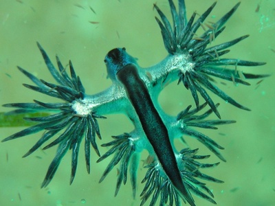 Blue sea slug (blue dragon)