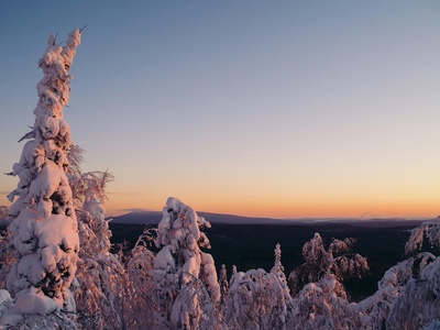 Boreal forest (Taiga)