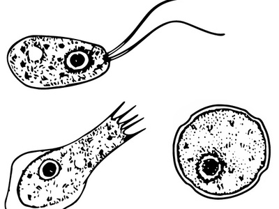 Brain-eating amoeba